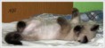 /album/alfonso/alfonso-9-hetes-003-jpg/